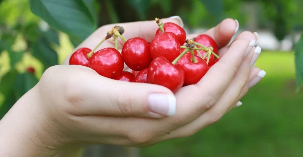 cherry picking